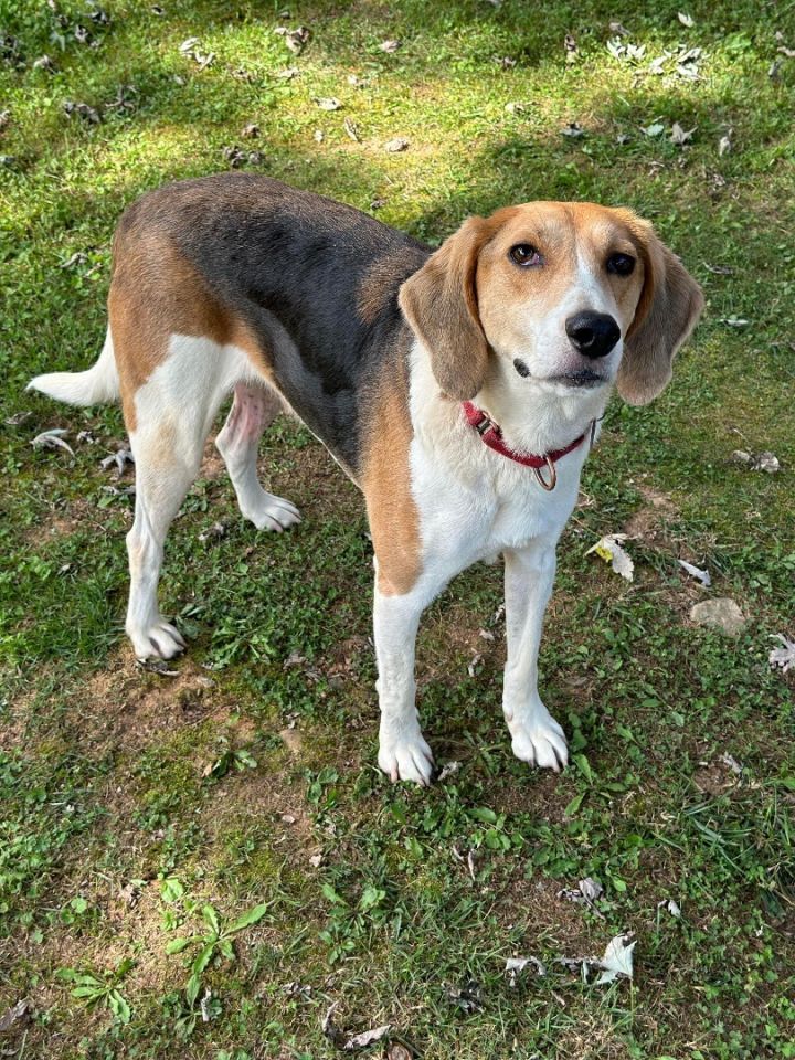 Treeing walker coonhound and beagle sale mix