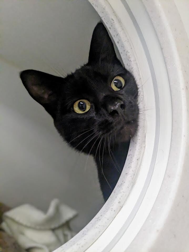 Pocus, an adoptable Domestic Short Hair Mix in Bellingham, WA_image-1