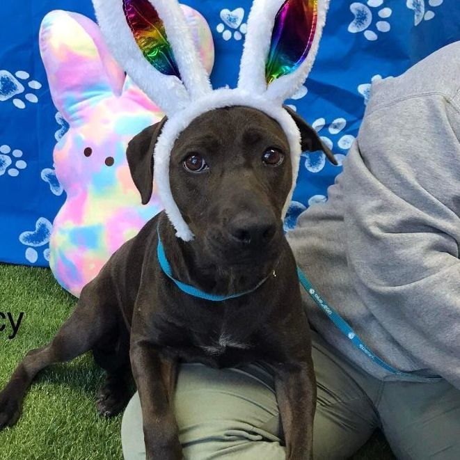 Foster Lucy! 2