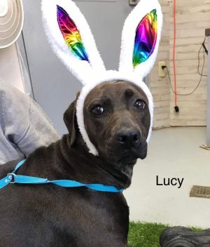 Foster Lucy!