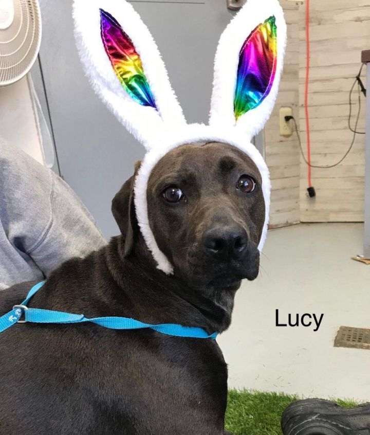 Foster Lucy! 1