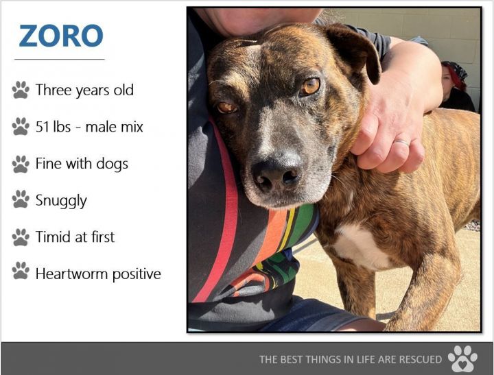 Foster Zoro!, an adoptable Terrier Mix in Oswego, IL_image-2