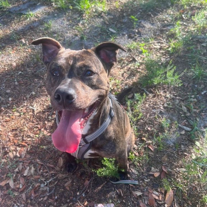 Roo (Kangaroo), an adoptable American Staffordshire Terrier Mix in New Port Richey, FL_image-1