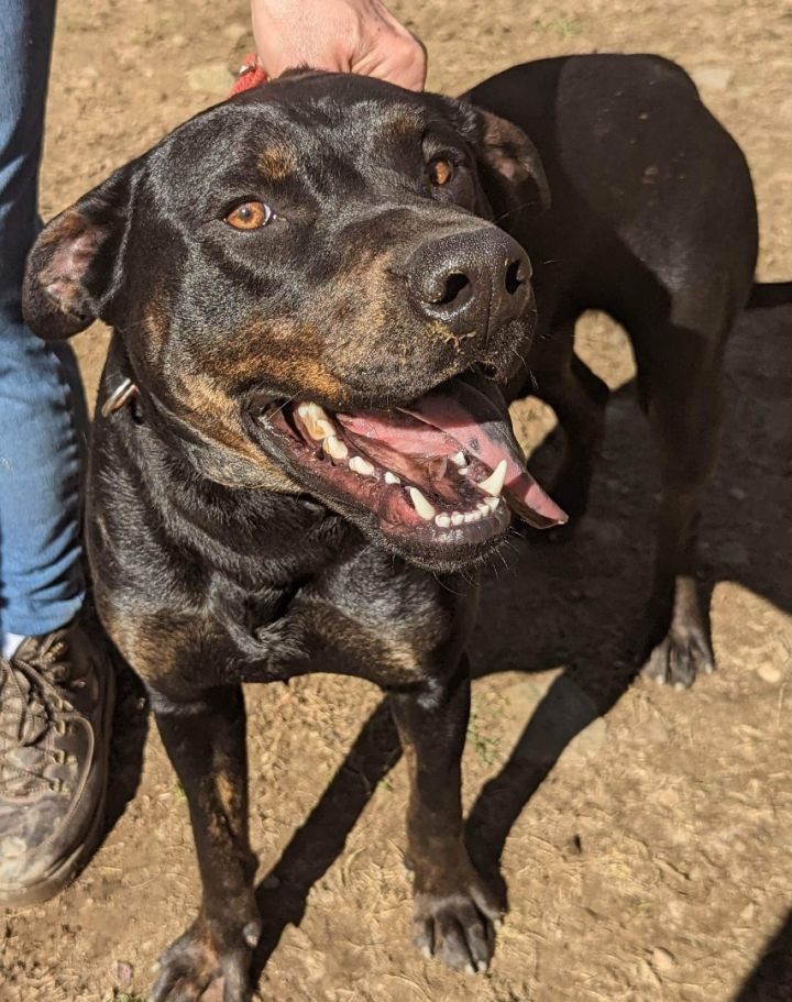 Dog for adoption - Angus , a Rottweiler & English Pointer Mix in  Pinsonfork, KY | Petfinder