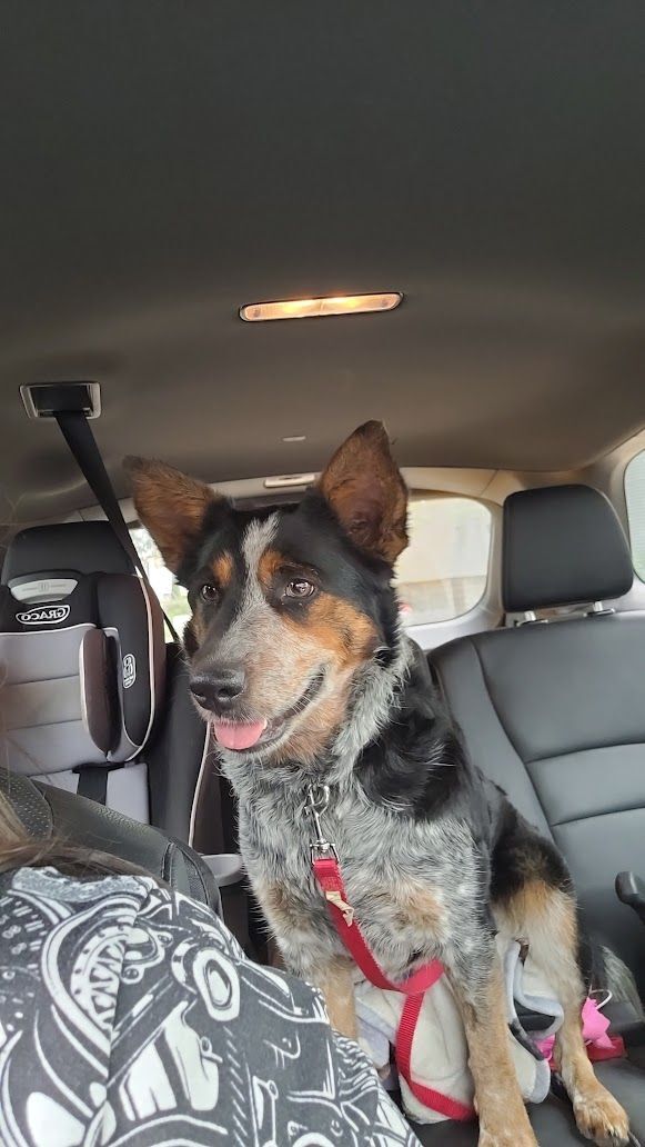 are australian cattle dog noisy