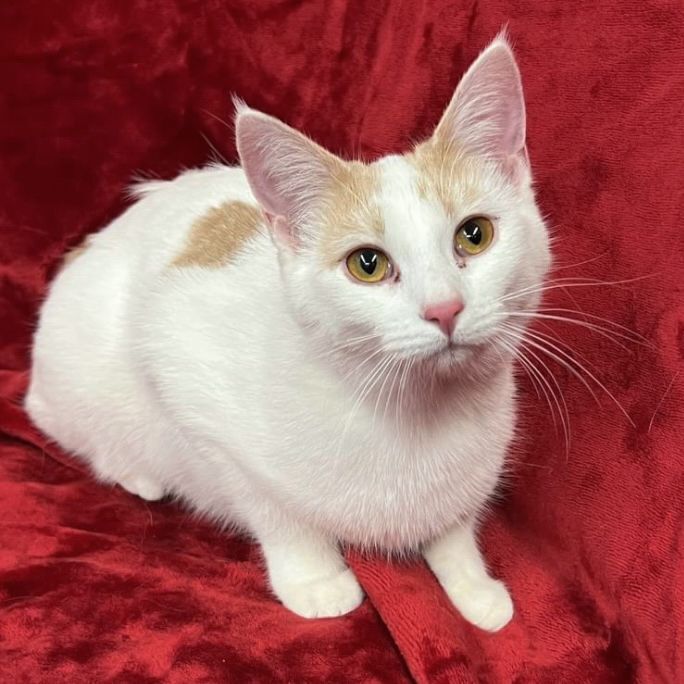 Tater - No Longer Accepting Applications 4