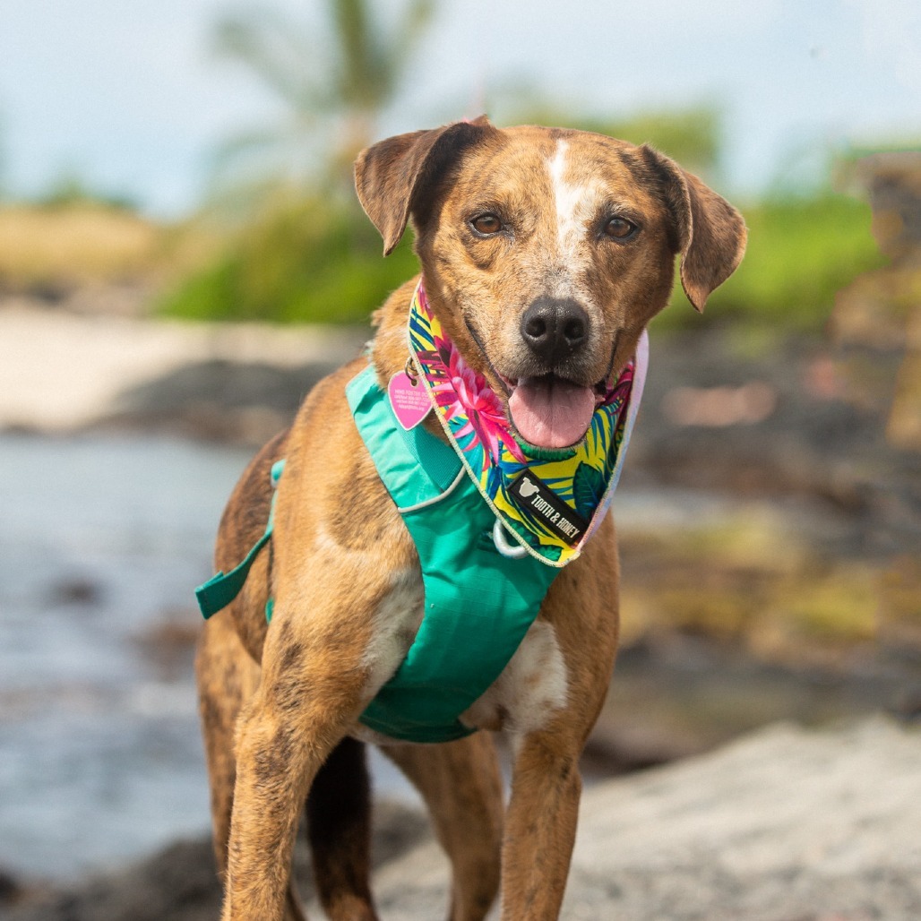 Tillie, an adoptable Mixed Breed in Kailua Kona, HI, 96740 | Photo Image 1