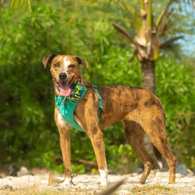 Tillie, an adoptable Mixed Breed in Kailua Kona, HI, 96740 | Photo Image 1