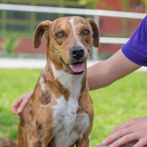 Tillie, an adoptable Mixed Breed in Kailua Kona, HI, 96740 | Photo Image 2