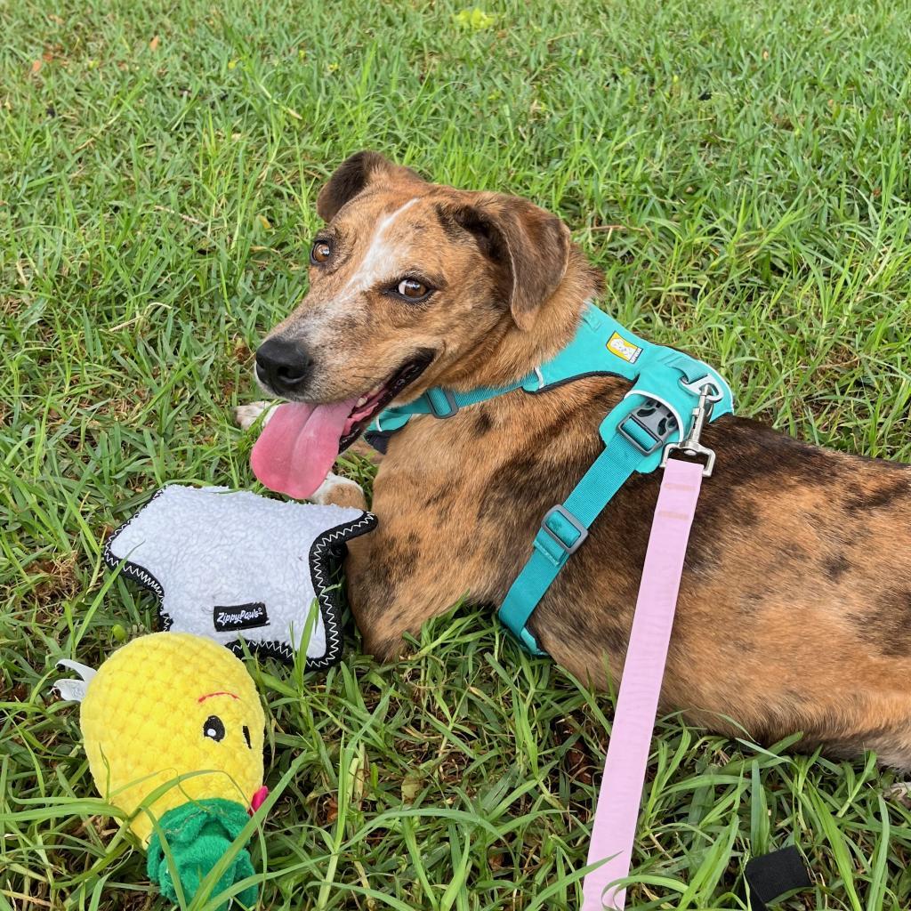 Tillie, an adoptable Mixed Breed in Kailua Kona, HI, 96740 | Photo Image 2