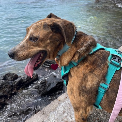 Tillie, an adoptable Mixed Breed in Kailua Kona, HI, 96740 | Photo Image 3