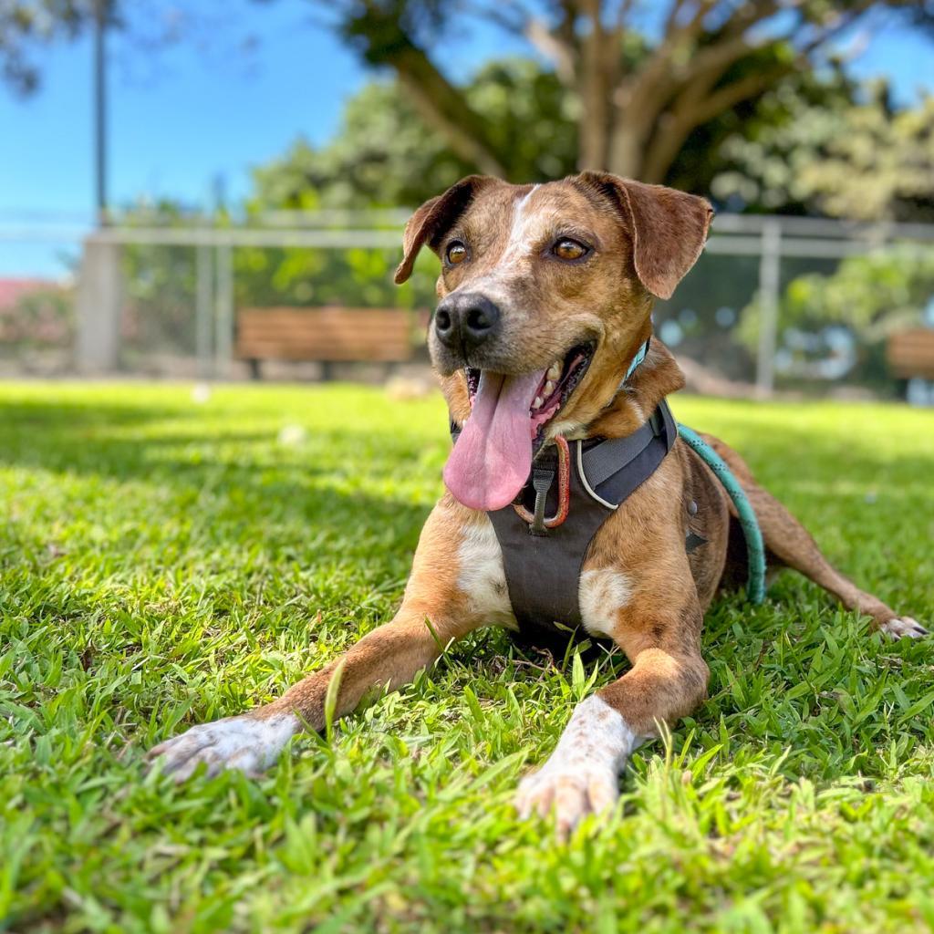 Tillie, an adoptable Mixed Breed in Kailua Kona, HI, 96740 | Photo Image 3