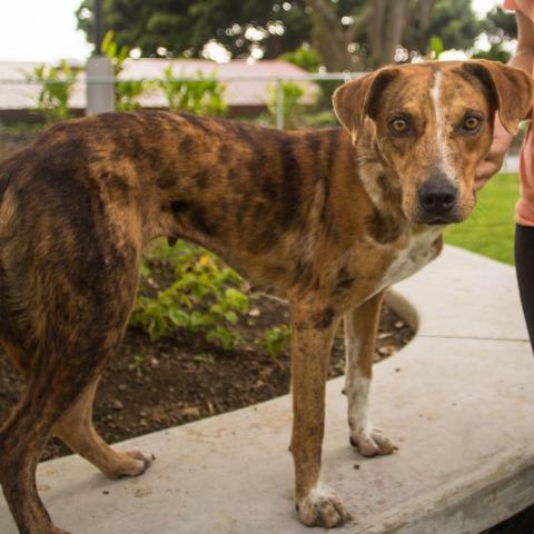 Tillie, an adoptable Mixed Breed in Kailua Kona, HI, 96740 | Photo Image 4