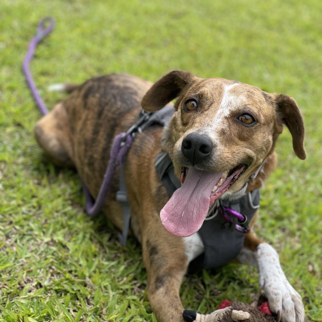 Tillie, an adoptable Mixed Breed in Kailua Kona, HI, 96740 | Photo Image 5