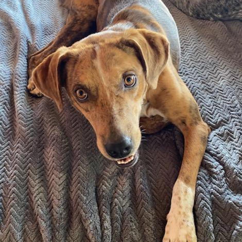 Tillie, an adoptable Mixed Breed in Kailua Kona, HI, 96740 | Photo Image 6