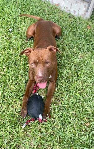 KOOPA, an adoptable Pit Bull Terrier, Mixed Breed in Houston, TX, 77076 | Photo Image 1