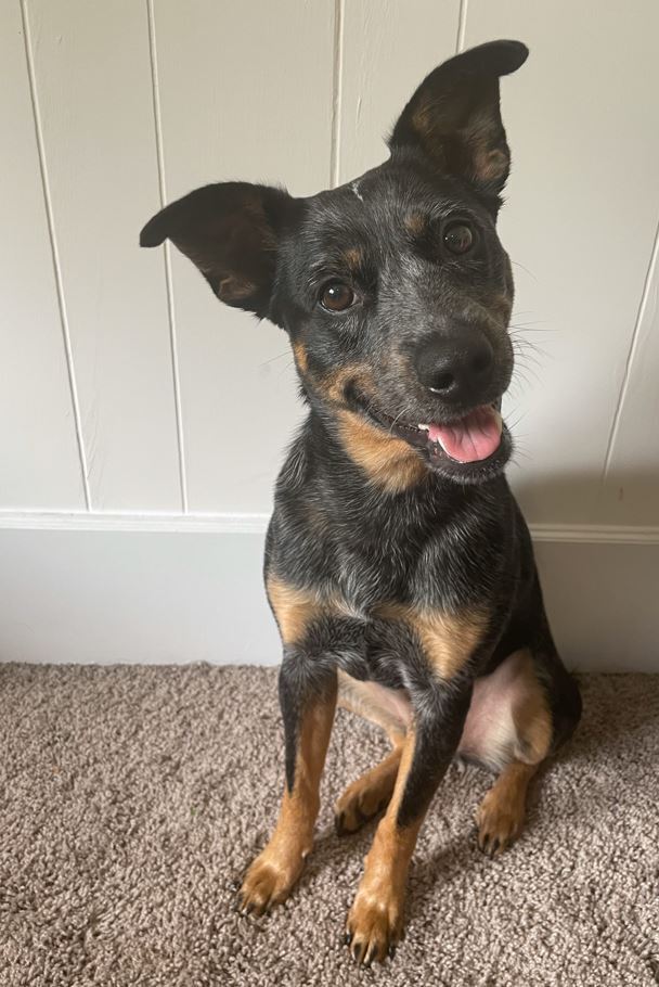 can a australian cattle dog and a rottweiler be friends