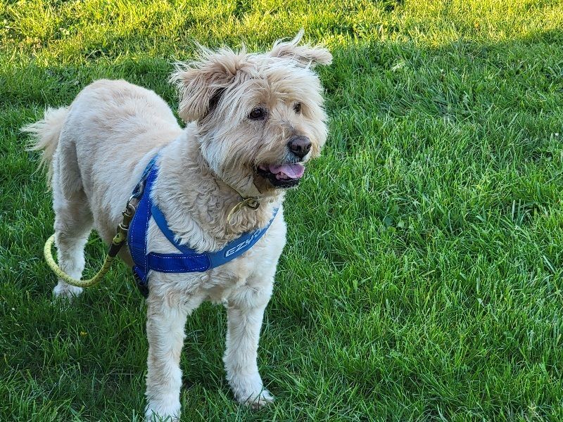 SAM, an adoptable Otterhound in Bellevue, WA, 98005 | Photo Image 1