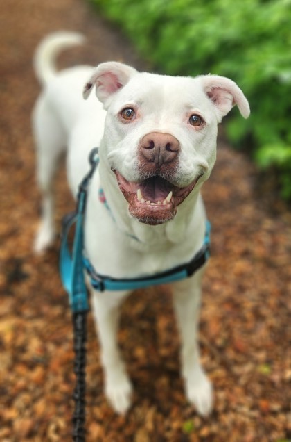 Putter, an adoptable American Bulldog in West Allis, WI, 53214 | Photo Image 1