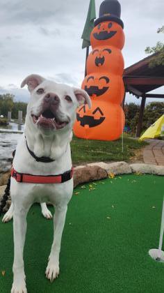 Putter, an adoptable American Bulldog in West Allis, WI, 53214 | Photo Image 1