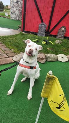 Putter, an adoptable American Bulldog in West Allis, WI, 53214 | Photo Image 2