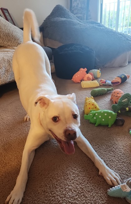 Putter, an adoptable American Bulldog in West Allis, WI, 53214 | Photo Image 2