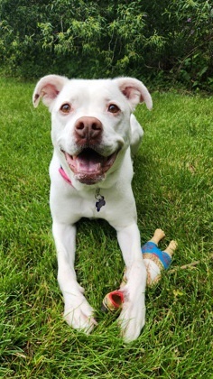 Putter, an adoptable American Bulldog in West Allis, WI, 53214 | Photo Image 3