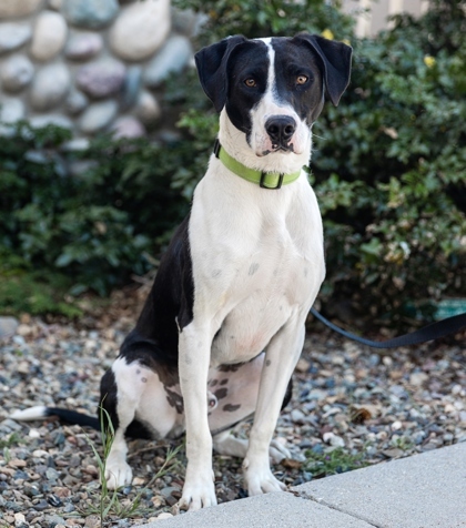 Uno, an adoptable Pointer, Mixed Breed in Portola, CA, 96122 | Photo Image 2