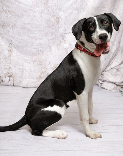Uno, an adoptable Pointer, Mixed Breed in Portola, CA, 96122 | Photo Image 3