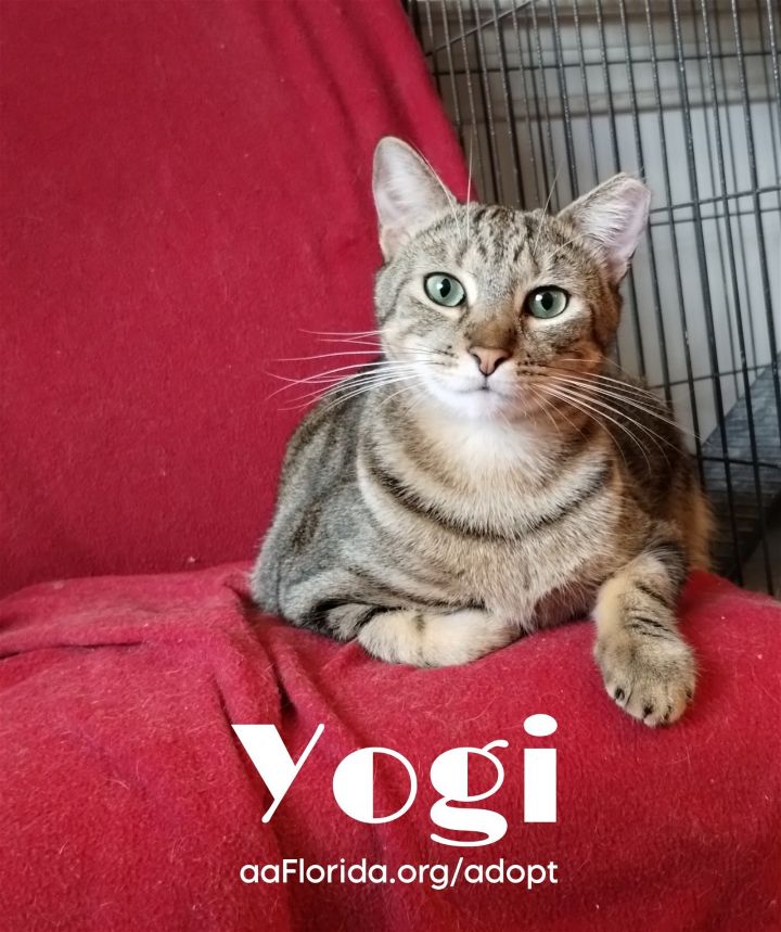 Yogi, aka Yogurt 1