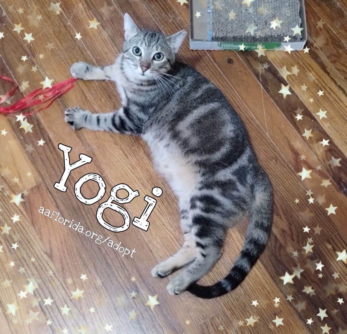 Yogi, aka Yogurt