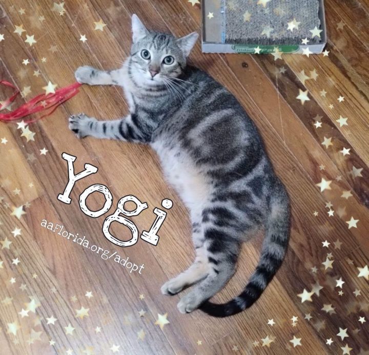 Yogi, aka Yogurt 2