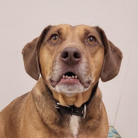 Jim Ahern, an adoptable Hound, Labrador Retriever in Chatham, VA, 24531 | Photo Image 1