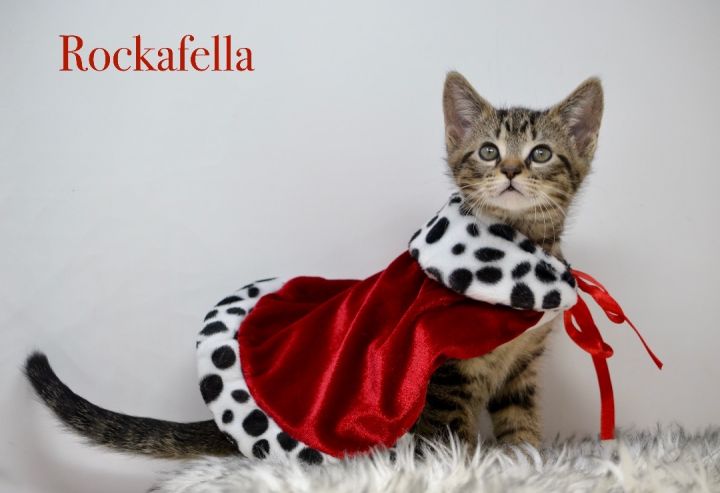 Rockafella, an adopted Tabby in Sevierville, TN_image-2