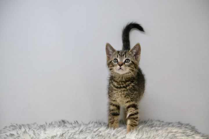 Rockafella, an adopted Tabby in Sevierville, TN_image-5