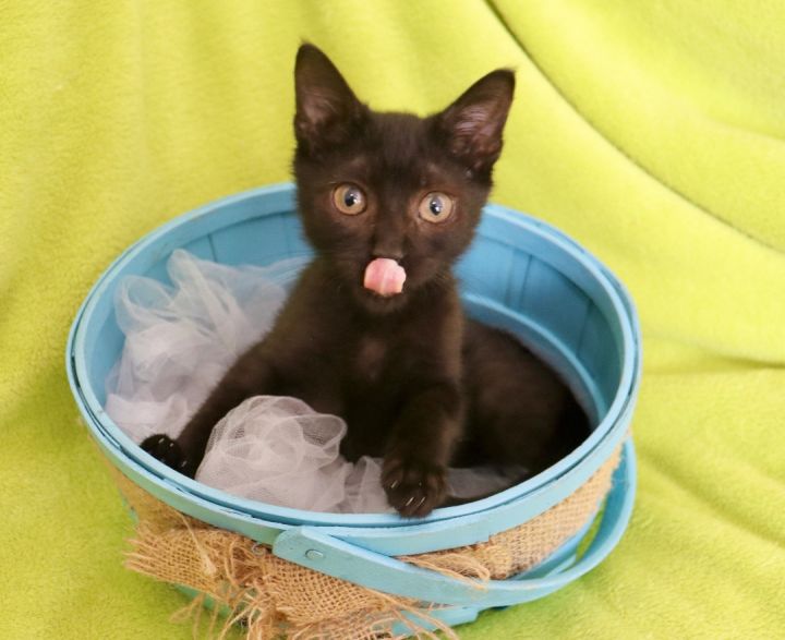 Robbie, an adoptable Bombay & Domestic Short Hair Mix in Saint Augustine, FL_image-1