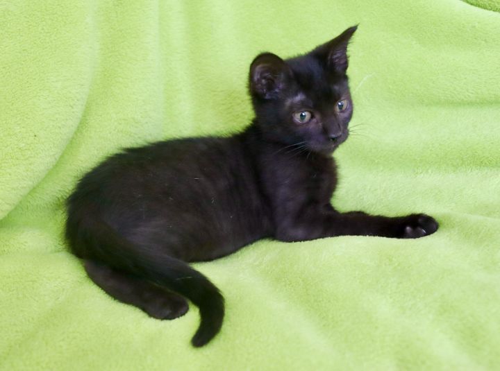 Robbie, an adoptable Bombay & Domestic Short Hair Mix in Saint Augustine, FL_image-4