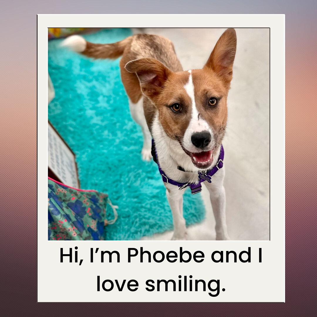 dog-for-adoption-phoebe-a-husky-mix-in-charlotte-nc-petfinder