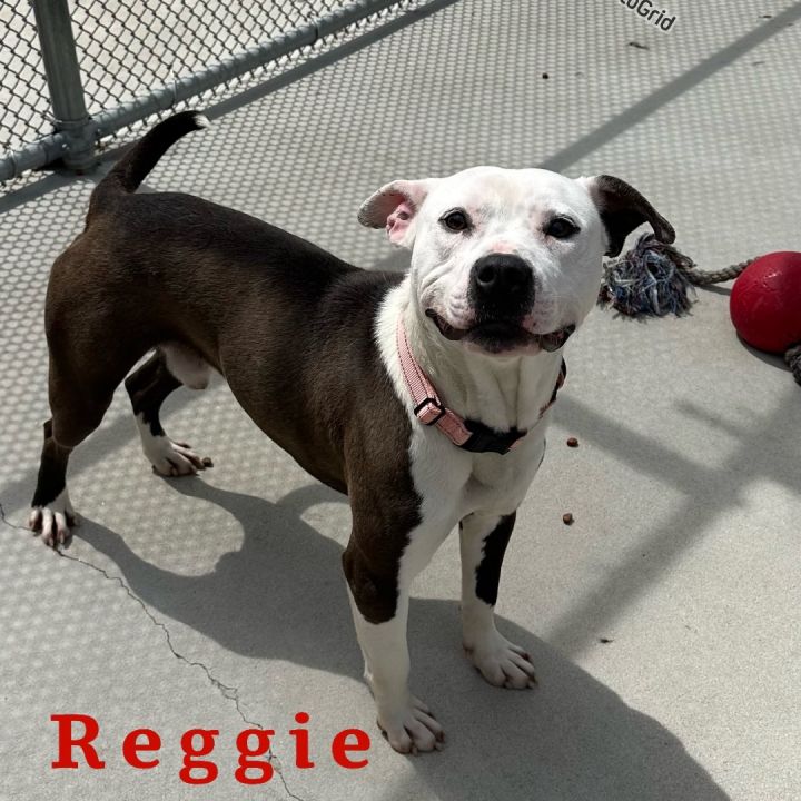 Reggie  1