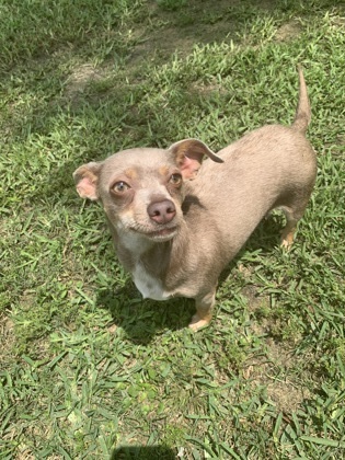 Katie, an adoptable Chihuahua Mix in Santa Fe, TX_image-2