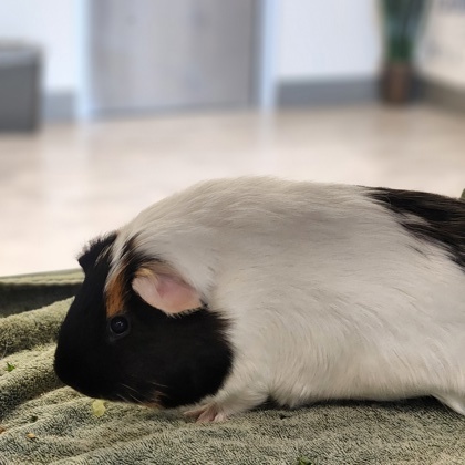 Scooby Doo, an adoptable Guinea Pig in Grapevine, TX_image-1
