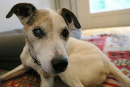 Russell, an adoptable Parson Russell Terrier Mix in Seattle, WA_image-2