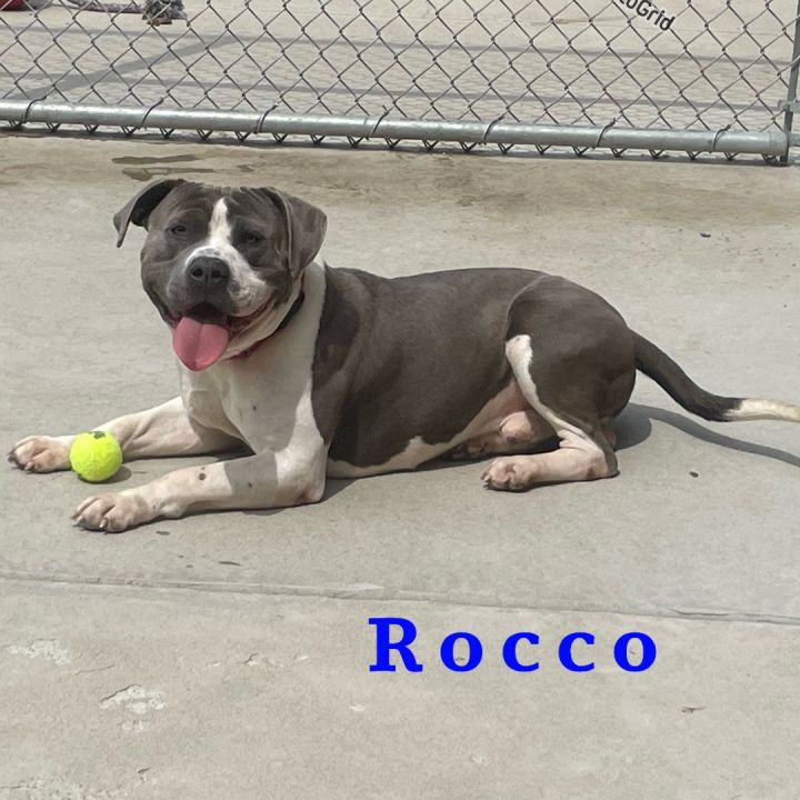 Rocco, an adoptable Pit Bull Terrier in Youngstown, OH_image-2