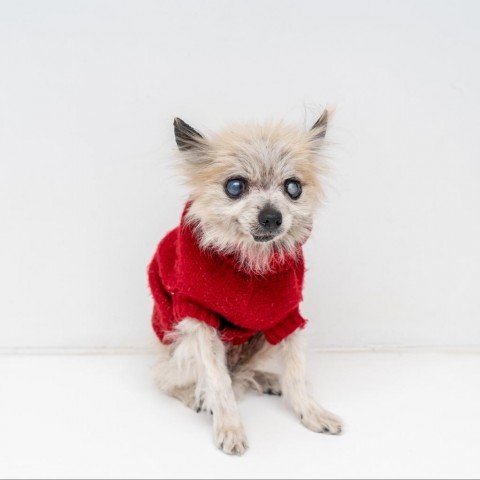Frou Frou, an adoptable Chihuahua Mix in New York, NY_image-2