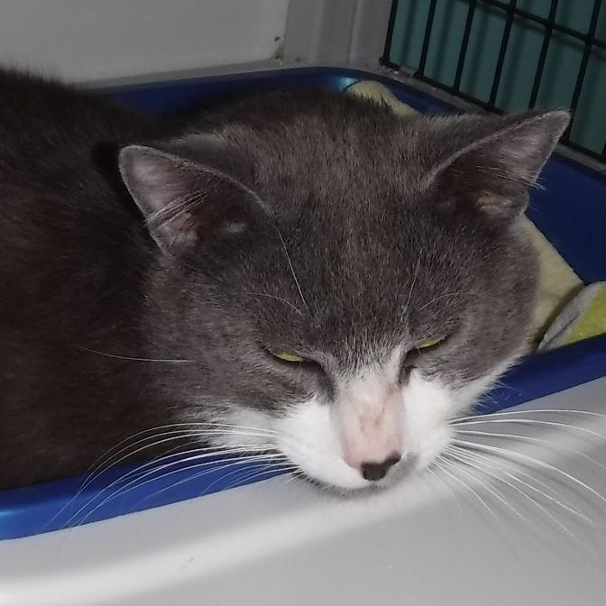 Theo - Friendly & Handsome Tux 4