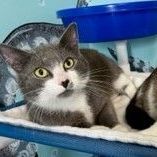 Theo - Friendly & Handsome Tux 5