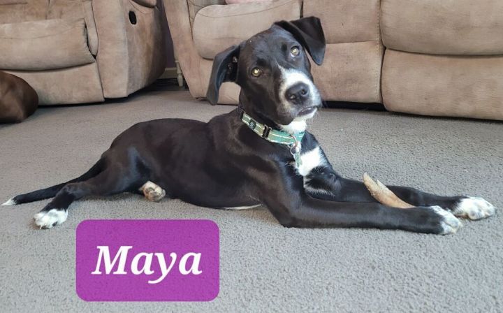 Maya, an adoptable Black Labrador Retriever & Hound Mix in Rocky Mount, NC_image-1