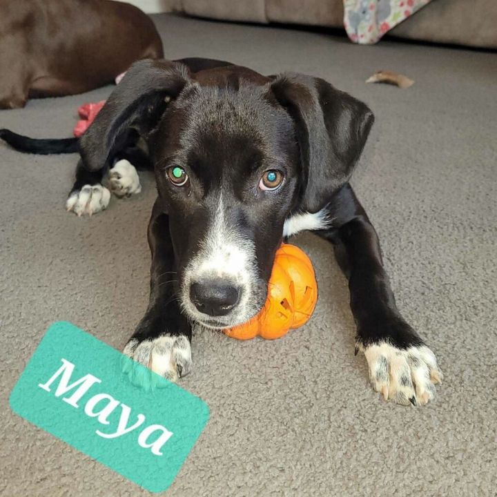 Maya, an adoptable Black Labrador Retriever & Hound Mix in Rocky Mount, NC_image-2