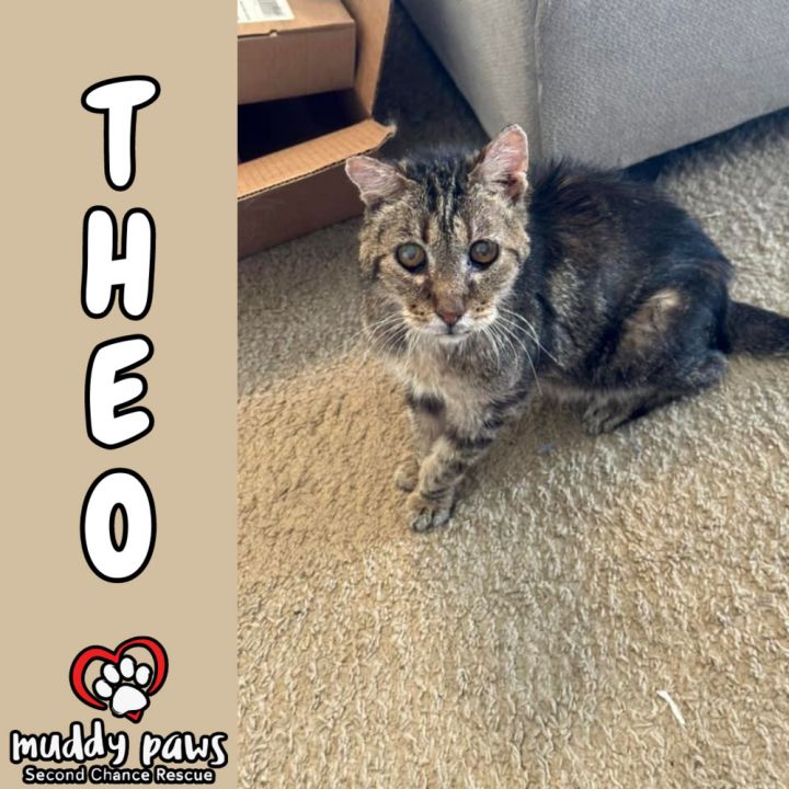 Theo, an adoptable Tabby in Council Bluffs, IA_image-1