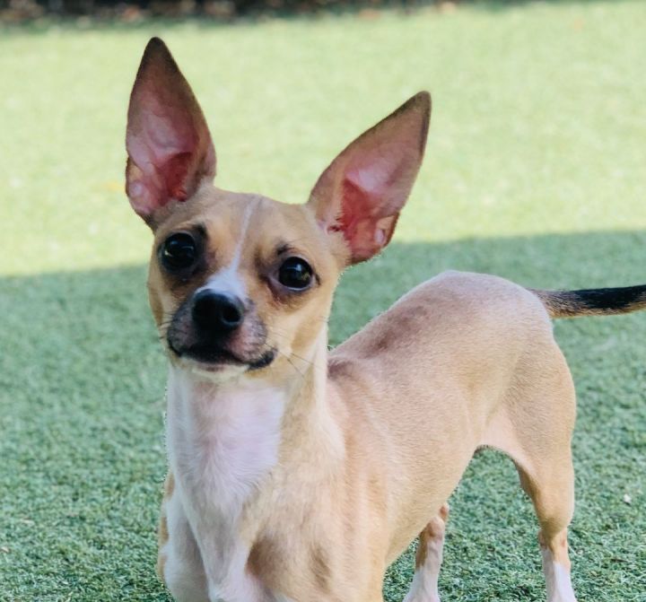 Norman, an adoptable Chihuahua Mix in Beverly Hills, CA_image-1